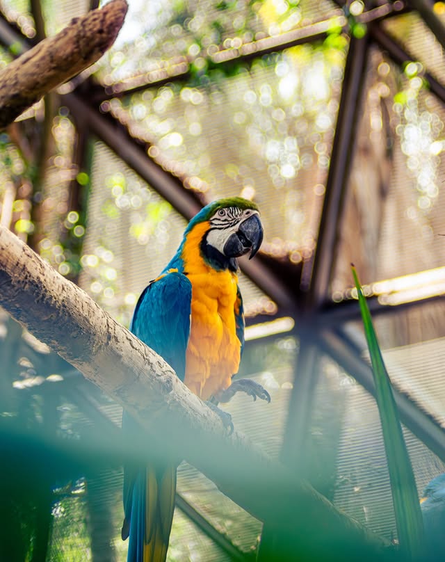 Fotografia de Animal